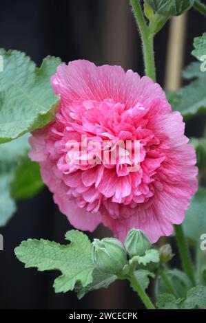 Rosa Hollyhock Blume im Garten Stockfoto