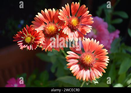 Gaillardia Burgunderrot (rote Decke Blume) im Garten, Blick von oben Stockfoto