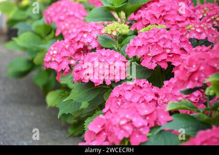 Blühende Hortensie Macrophylla-Büsche, Nahaufnahme Stockfoto