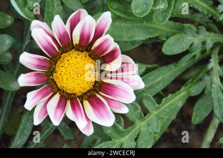 Gazania Blume im Sommergarten Stockfoto