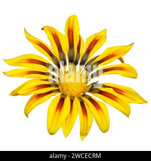 Gazania (Schatzblume oder afrikanische Gänseblümchen) isoliert auf weißem Hintergrund Stockfoto