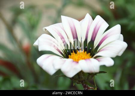 Gazania (Schatzblume oder afrikanische Gänseblümchen) im Sommergarten Stockfoto