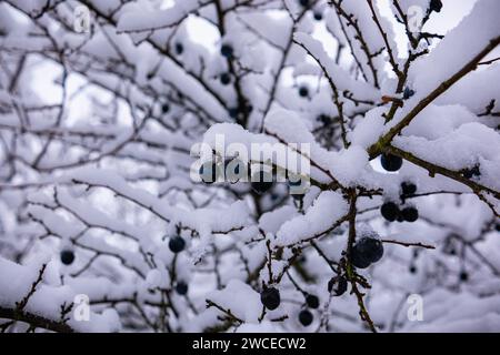 Wilde Pflaumenbäume mit Früchten unter einer üppigen Schneedecke. Obstbaum bedeckt mit Schnee. Stockfoto