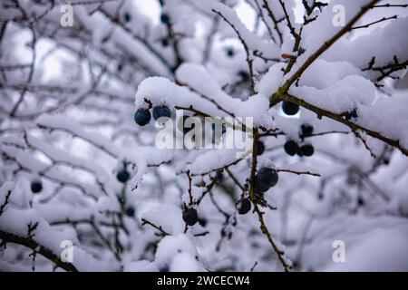 Wilde Pflaumenbäume mit Früchten unter einer üppigen Schneedecke. Obstbaum bedeckt mit Schnee. Stockfoto