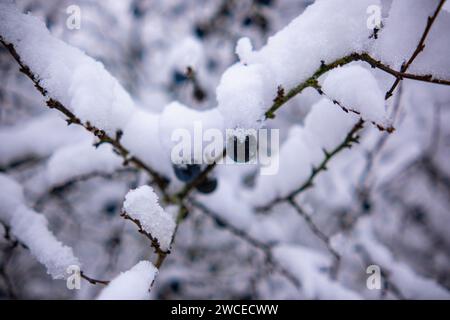 Wilde Pflaumenbäume mit Früchten unter einer üppigen Schneedecke. Obstbaum bedeckt mit Schnee. Stockfoto