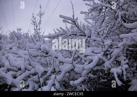 Wilde Pflaumenbäume mit Früchten unter einer üppigen Schneedecke. Obstbaum bedeckt mit Schnee. Stockfoto
