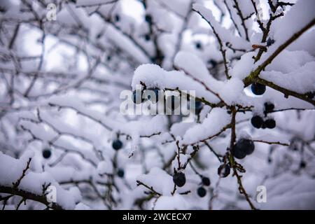Wilde Pflaumenbäume mit Früchten unter einer üppigen Schneedecke. Obstbaum bedeckt mit Schnee. Stockfoto