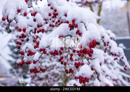 Weißdornbaum mit Früchten mit festsitzendem Schnee. Die Äste des Weißdorns beugten sich unter dem Gewicht des Schnees und der hellroten Früchte. Weißdorn (C Stockfoto