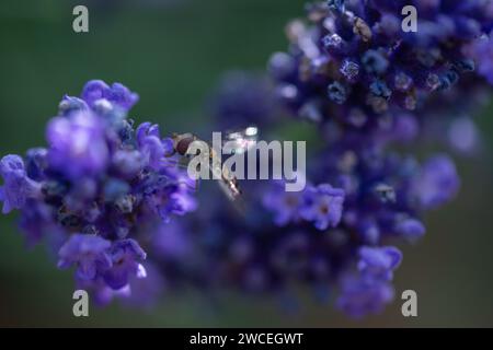 Die Schwebefliege ruht auf einer Lavendel-/Lavendelblume mit Blumen im Fokus, zeigt aber Grün und Lila von anderen Blüten in Bokeh. Stockfoto