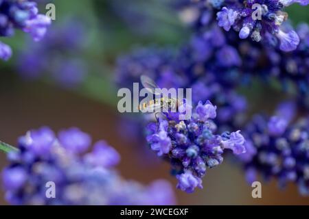 Die Schwebefliege ruht auf einer Lavendel-/Lavendelblume mit Blumen im Fokus, zeigt aber Grün und Lila von anderen Blüten in Bokeh. Stockfoto
