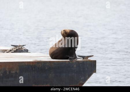 Kalifornischer Seelöwe, Zalophus californianus, ruht auf einem Dock Stockfoto