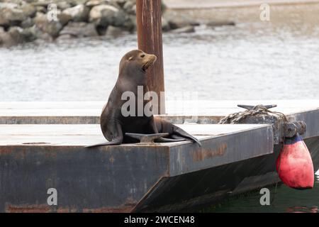 Kalifornischer Seelöwe, Zalophus californianus, ruht auf einem Dock Stockfoto