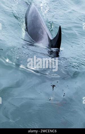 Neugieriger Jugendlicher Killerwal, Orcinus Orca, taucht auf und schwimmt unter dem Boot Stockfoto