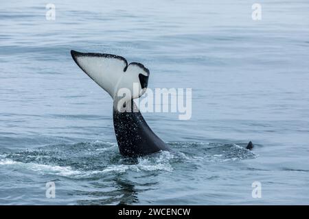 Der junge Killerwal bricht und plätschert, während er im blauen, grauen Wasser des pazifiks spielt Stockfoto