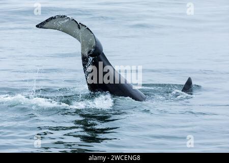 Der junge Killerwal bricht und plätschert, während er im blauen, grauen Wasser des pazifiks spielt Stockfoto