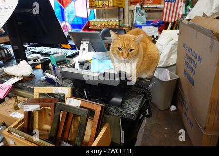 Eine orange-weiße Tabbykatze sitzt auf dem Schreibtisch eines Antiquariats - November 2023 Stockfoto