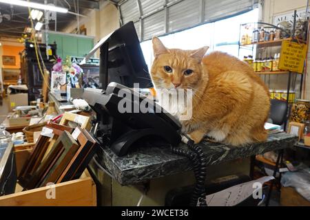 Eine orange-weiße Tabbykatze sitzt auf dem Schreibtisch eines Antiquariats - November 2023 Stockfoto