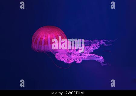 Schwimmende Quallen unter Wasser, Aquariumpool mit pinkfarbenem Neonlicht. Die südamerikanische Seekessel Chrysaora plocamia in blauem Wasser, Ozean. Th Stockfoto