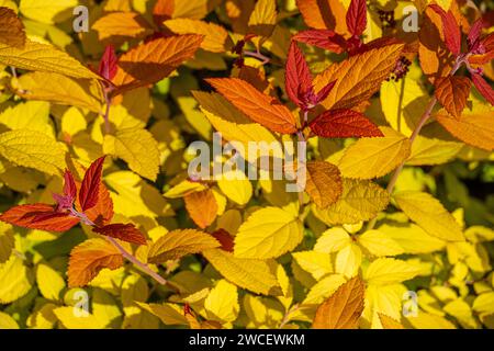 Buntes Double Play Candy Corn Spirea im Atlanta Botanical Garden in Gainesville, Georgia. (USA) Stockfoto