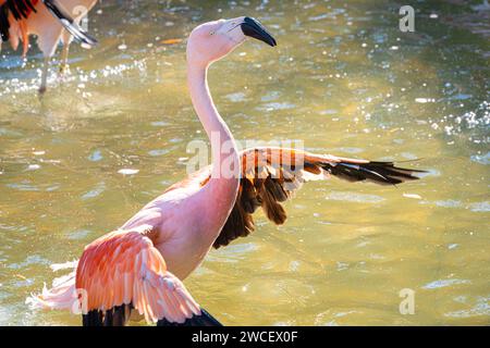 Flapping chilenischer Flamingo (Phoenicopterus chilensis) im Zoo Atlanta in Atlanta, Georgia. (USA) Stockfoto