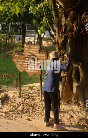 Damen fegen Blätter um einen Killing Tree in den Killing Fields des Choung EK Genocidal Center, Phnom Penh, Kambodscha. Stockfoto