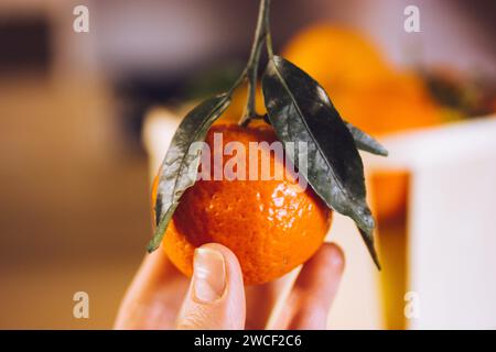 Reife saftige Orange in weiblicher Gärtnerhand. Zitrusfrüchte in der Küche. Ernte von Zitrusfrüchten, frischem Obst, Vitamin C. Sommerernte. Wählen Sie RAW mandarine Stockfoto