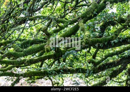 Wistmans Wood im Dartmoor National Park, moosbedeckte Bäume und Felsen, England, Großbritannien, 2023 Stockfoto