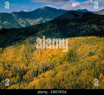 Colorado, San-juan-gebirge, Erster Schnee Und Herbstfarben Der Bäume 