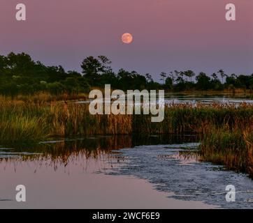 Mondaufgang, Doe Hall Plantation, McLellanville, South Carolina Stockfoto