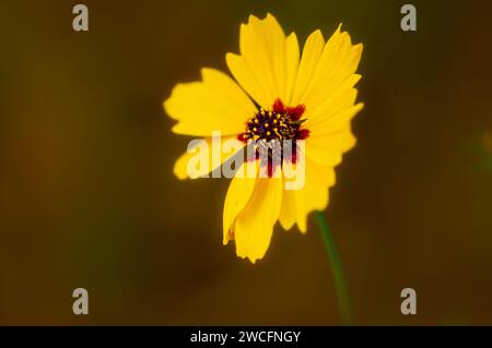 Leuchtend gelbe Blume mit schwarzen und roten Akzenten Stockfoto