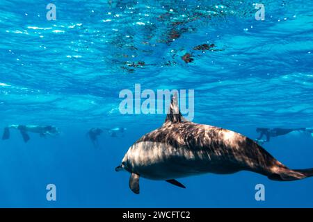 Schnorchler schwimmen mit verspielten Roten Meer Spinner Delfinen, Stenella longirostris, schwimmen im klaren blauen tropischen Wasser Stockfoto