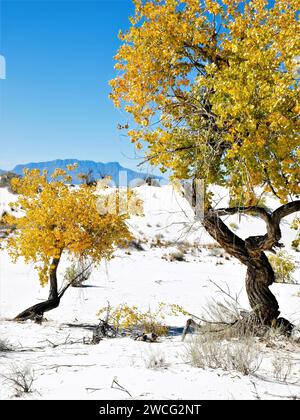Zwei Herbstbaumbäume im White Sands National Park Stockfoto