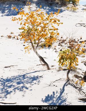 Zwei goldene Baumwollbäume im White Sands National Park Stockfoto