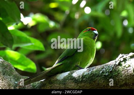 Kākāriki, Neuseelands roter Sittich Stockfoto