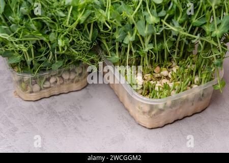 Zarte Erbsensprossen vor einer modernen Küchenkulisse verkörpern frische Farben Stockfoto