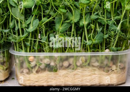 Gesunde Ernährung, aber auch ein Triumph moderner Indoor-Gartentechniken Stockfoto