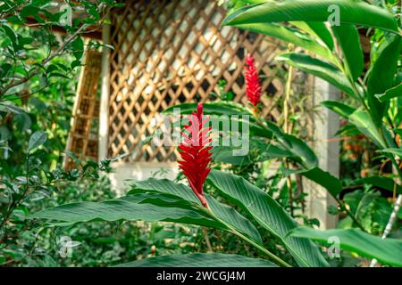 Ein wunderschöner roter Ingwer oder auch als Alpinia purpurata bekannt. Roter Ingwer (Zingiber officinale Roscoe Scientific Name), blühend rot, schön und blühend Stockfoto