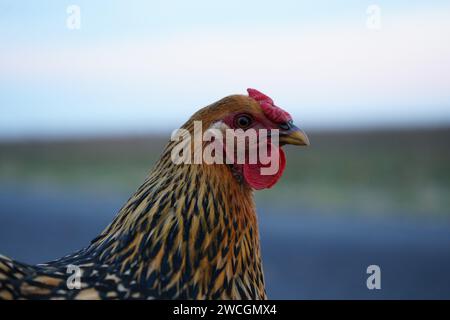 Eine Nahaufnahme eines Hühnchens mit braunen und schwarzen Federn, das selbstbewusst in einer ländlichen Umgebung steht Stockfoto