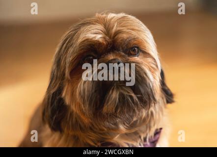 Lustiger, flauschiger Shih-Tzu, der zu Hause sitzt Stockfoto