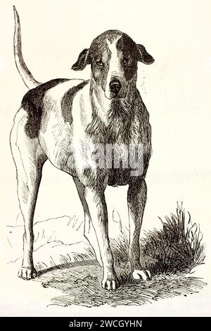 Amerikanisch-englischer Coonhound (Canis Lupus familiaris) im Profil auf neutralem Boden, Holzschnitt. Veröffentlicht 1878 bei Brehm, Paris. Stockfoto