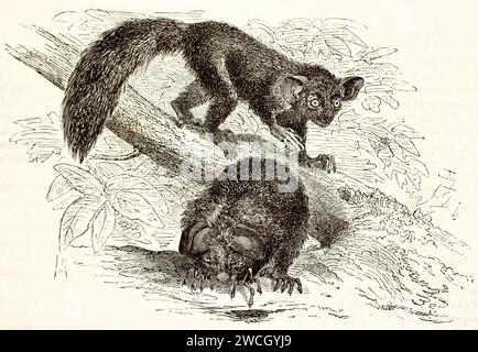 Alte gravierte Illustration von ein paar Aye-Aye. Erstellt von Illner, veröffentlicht auf Brehm, Les Mammifers, Baillière et fils, Paris, 1878 Stockfoto