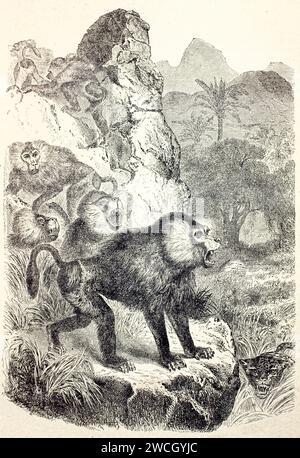 Gruppe Paviane (Papio sp.) Reaktion auf Raubtiere am Waldrand, dynamische Dschungelszene. Ausdrucksstarker Holzschnitt. Veröffentlicht 1878 bei Brehm, Paris. Stockfoto