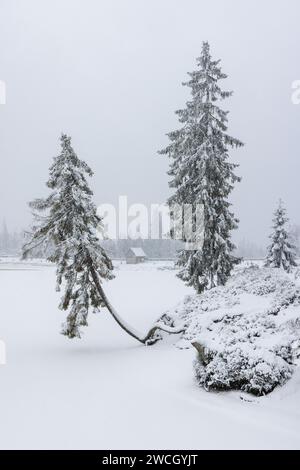 Winterwanderung um den Oderteich Bilder aus dem winterlichen Nationalpark Harz Niedersachsen Stockfoto