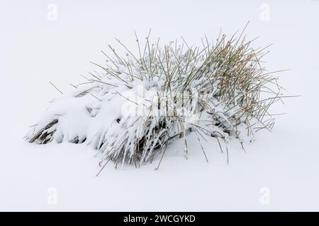 Winterwanderung um den Oderteich Bilder aus dem winterlichen Nationalpark Harz Niedersachsen Stockfoto