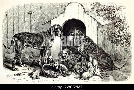 Bluthund-Paar mit großem Müll vor dem hölzernen Hundehaus. Welpen pflegen und ruhen. Naturalistischer Holzschnitt. Veröffentlicht 1878 von Brehm, Bailli Stockfoto