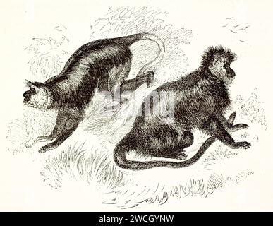 Alte 1878 Gravur von Colobus ursinus- und Colobus satanas-Affen im Profil. Ausdrucksstarke Holzschnittlinien heben dichtes Fell und eine bewegliche Körperhaltung hervor. Stockfoto