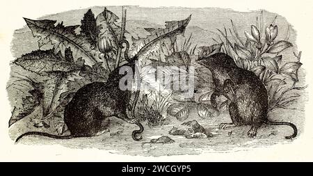 Alte gravierte Abbildung von ein paar Common Shrew. Erstellt von Kretschmer und Schmidt, veröffentlicht auf Brehm, Les Mammifers, Baillière et fils, Paris, Stockfoto