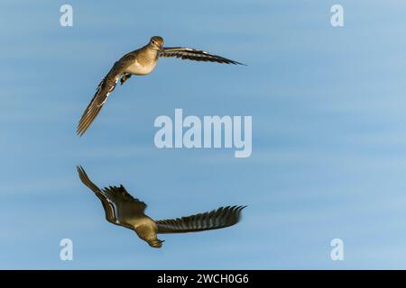 Sanderling Sandpiper im Flug taucht Flügelspitze im Wasser Stockfoto