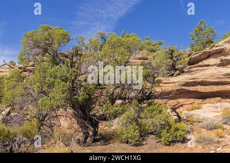 Utah juniper Tree entlang des Canyon Rim Trail, in der Nähe des Saddlehorn Visitor Center im Colorado National Monument Stockfoto