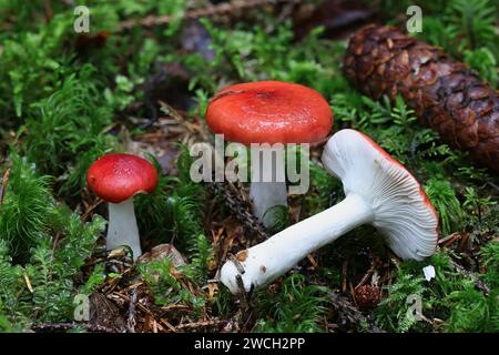 Rotsumpfsprödlegill, Russula aquosa, Wildpilz aus Finnland Stockfoto